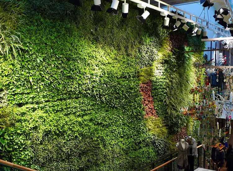 Vườn tường - Giải pháp chống nóng bền vững